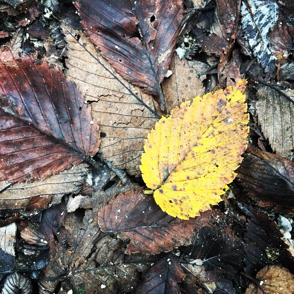 be the gold, gold leaf, autumn, fall leaves